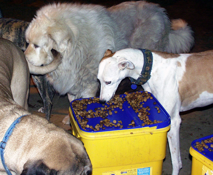 Greyhound eats with other dogs