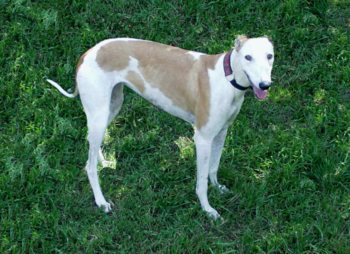 Bambi the Greyhound sits in the grass