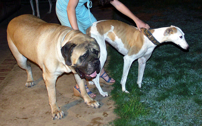 Greyhound races Mastiff