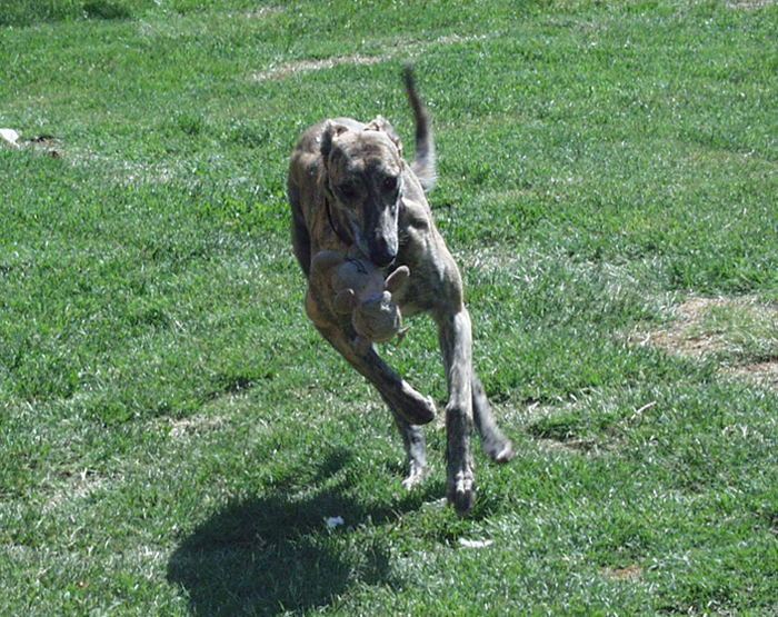 Lizzie the Greyhound runs
